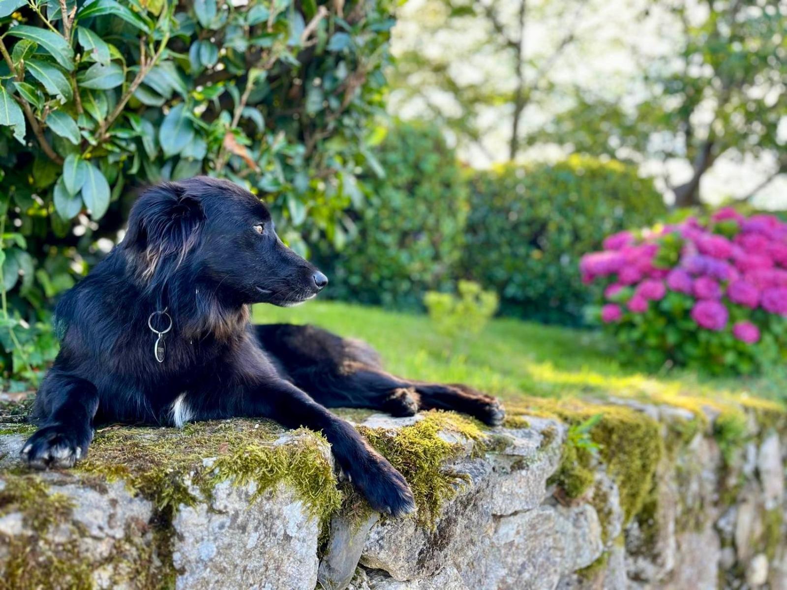 Baskoparadis I Eco-Gites I Calme I Vue I Anes I Jardin I Montagne I Nature Louhossoa Exteriör bild